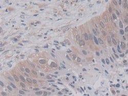 Invitrogen Cyclophilin A Monoclonal Antibody (C10) 20 &mu;L | Buy Online | Invitrogen&trade; | Fisher Scientific