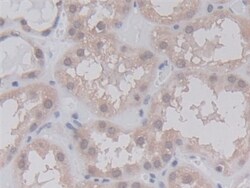 Invitrogen Cyclophilin A Monoclonal Antibody (C10) 20 &mu;L | Buy Online | Invitrogen&trade; | Fisher Scientific