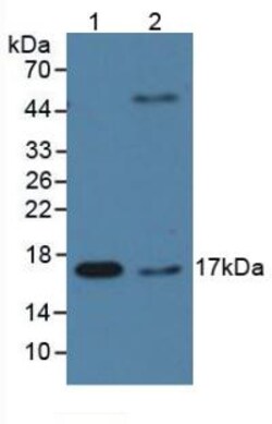 Invitrogen Cyclophilin A Monoclonal Antibody (C10) 20 &mu;L | Buy Online | Invitrogen&trade; | Fisher Scientific