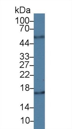 Cyclophilin A Monoclonal Antibody (C1), Invitrogen 20 &mu;L; Unconjugated:Antibodies,
