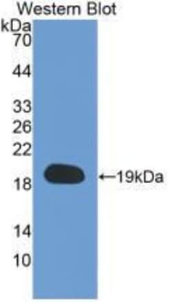Cyclophilin A Monoclonal Antibody (C1), Invitrogen 20 &mu;L; Unconjugated:Antibodies,