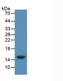 Invitrogen Cystatin C Monoclonal Antibody (C9) 20 &mu;L; Unconjugated:Antibodies,