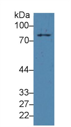 Invitrogen PLA2G4A Monoclonal Antibody (C19) 20 &mu;L; Unconjugated:Antibodies,