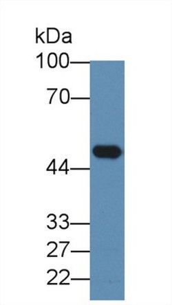 Invitrogen Elastin Monoclonal Antibody (C3):Antibodies:Primary Antibodies