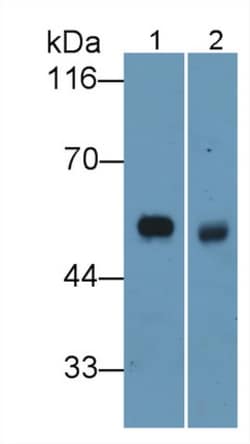 Invitrogen Elastin Monoclonal Antibody (C3):Antibodies:Primary Antibodies