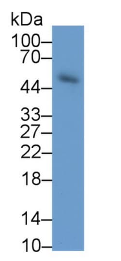 Invitrogen Elastin Monoclonal Antibody (C3):Antibodies:Primary Antibodies