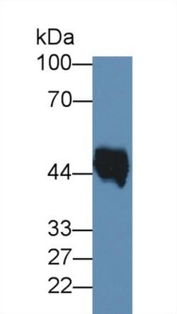 Invitrogen Elastin Monoclonal Antibody (C3):Antibodies:Primary Antibodies