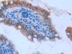Invitrogen FABP2 Monoclonal Antibody (C1) 200 &mu;L; Unconjugated:Antibodies,