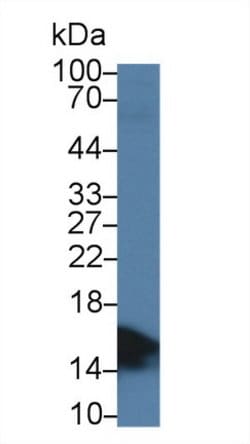 Invitrogen FABP2 Monoclonal Antibody (C1) 200 &mu;L; Unconjugated:Antibodies,