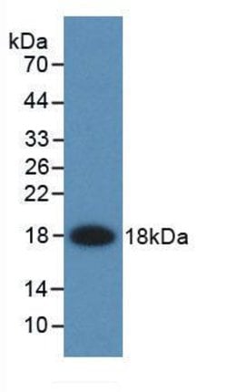 Invitrogen FABP2 Monoclonal Antibody (C1) 200 &mu;L; Unconjugated:Antibodies,