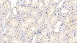 Invitrogen Fibrinogen Beta Chain Monoclonal Antibody (2#) 200 &mu;L; Unconjugated:Antibodies,