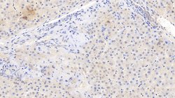 Invitrogen Fibrinogen Beta Chain Monoclonal Antibody (2#) 200 &mu;L; Unconjugated:Antibodies,