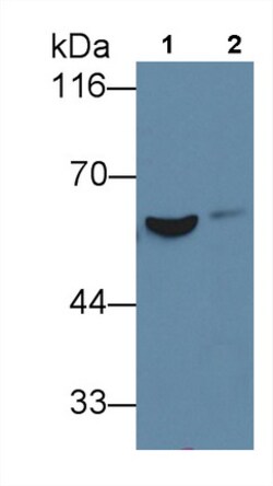Invitrogen Fibrinogen Beta Chain Monoclonal Antibody (2#) 200 &mu;L; Unconjugated:Antibodies,