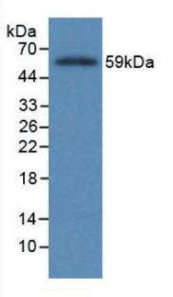 Invitrogen Fibrinogen Beta Chain Monoclonal Antibody (2#) 200 &mu;L; Unconjugated:Antibodies,