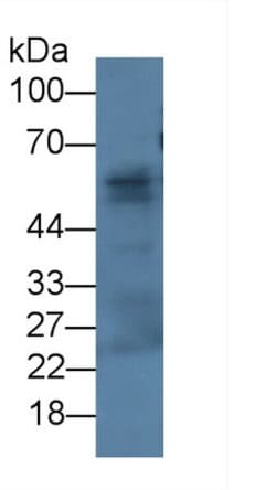 Invitrogen Fibulin 3 Monoclonal Antibody (C1) 200 &mu;L; Unconjugated:Antibodies,