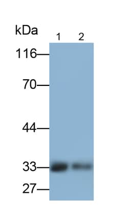 Invitrogen FLT3LG Monoclonal Antibody (D13) 200 &mu;L; Unconjugated:Antibodies,