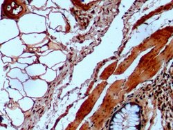 Invitrogen alpha Galactosidase Monoclonal Antibody (C8):Antibodies:Primary