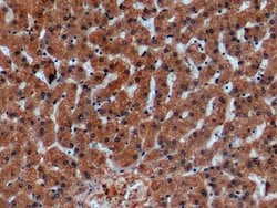 Invitrogen alpha Galactosidase Monoclonal Antibody (C8):Antibodies:Primary