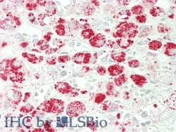 Invitrogen alpha Galactosidase Monoclonal Antibody (B1) 200 &mu;L; Unconjugated:Antibodies,