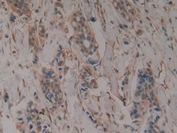 Invitrogen alpha Galactosidase Monoclonal Antibody (B1) 200 &mu;L; Unconjugated:Antibodies,