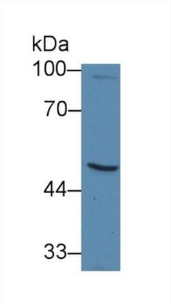 Invitrogen alpha Galactosidase Monoclonal Antibody (B1) 200 &mu;L; Unconjugated:Antibodies,