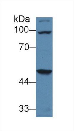 Invitrogen alpha Galactosidase Monoclonal Antibody (B1) 200 &mu;L; Unconjugated:Antibodies,