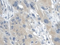 Invitrogen Galectin 2 Monoclonal Antibody (C6) 20 &mu;L; Unconjugated:Antibodies,