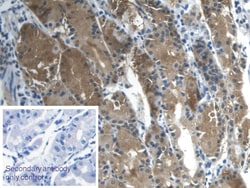 Invitrogen Galectin 2 Monoclonal Antibody (C6) 20 &mu;L; Unconjugated:Antibodies,