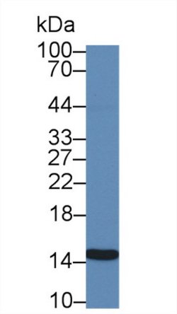 Invitrogen Galectin 2 Monoclonal Antibody (C6) 20 &mu;L; Unconjugated:Antibodies,