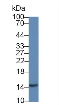 Invitrogen Galectin 2 Monoclonal Antibody (C6) 20 &mu;L; Unconjugated:Antibodies,