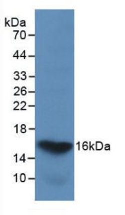 Invitrogen Galectin 2 Monoclonal Antibody (C6) 20 &mu;L; Unconjugated:Antibodies,