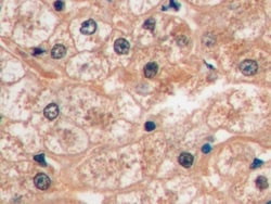 Invitrogen GLUT1 Monoclonal Antibody (C3) 200 &mu;L; Unconjugated:Antibodies,