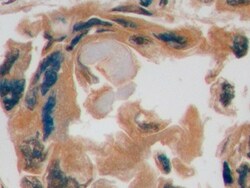 Invitrogen GLUT1 Monoclonal Antibody (C3) 200 &mu;L; Unconjugated:Antibodies,