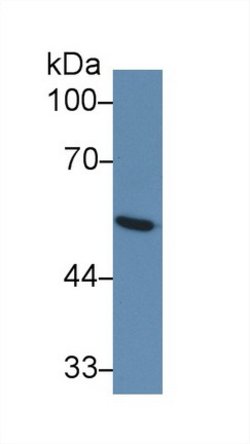 Invitrogen GLUT1 Monoclonal Antibody (C3) 200 &mu;L; Unconjugated:Antibodies,