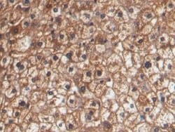 Invitrogen HPR Monoclonal Antibody (C12) 200 &mu;L | Buy Online | Invitrogen&trade; | Fisher Scientific