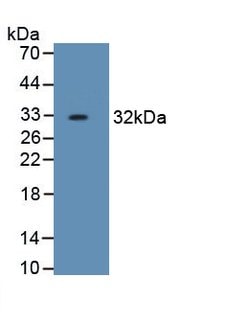 Invitrogen HPR Monoclonal Antibody (C12) 200 &mu;L | Buy Online | Invitrogen&trade; | Fisher Scientific