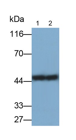 Invitrogen HPR Monoclonal Antibody (C12) 200 &mu;L | Buy Online | Invitrogen&trade; | Fisher Scientific