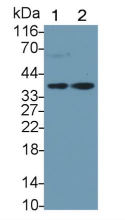 Invitrogen HPR Monoclonal Antibody (C12) 200 &mu;L | Buy Online | Invitrogen&trade; | Fisher Scientific