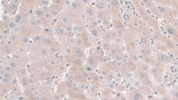 Invitrogen HPR Monoclonal Antibody (C17) 20 &mu;L; Unconjugated:Antibodies,
