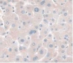Invitrogen HPR Monoclonal Antibody (C17) 20 &mu;L; Unconjugated:Antibodies,
