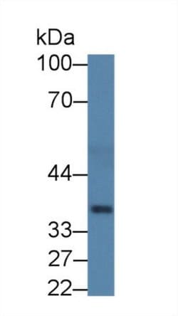 Invitrogen HPR Monoclonal Antibody (C17) 20 &mu;L; Unconjugated:Antibodies,