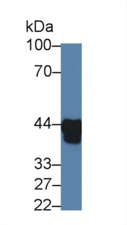Invitrogen HPR Monoclonal Antibody (C17) 20 &mu;L; Unconjugated:Antibodies,