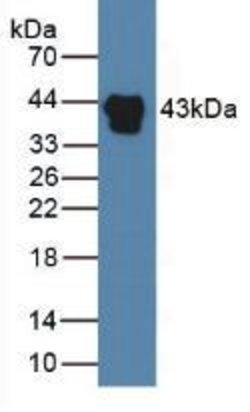 Invitrogen HPR Monoclonal Antibody (C17) 20 &mu;L; Unconjugated:Antibodies,