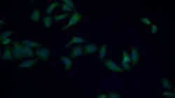 Invitrogen HSPA1L Monoclonal Antibody (2-1#) 20 &mu;L; Unconjugated:Antibodies,