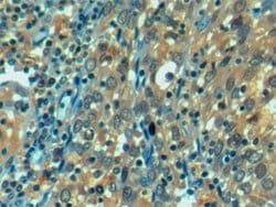 Invitrogen HSPA1L Monoclonal Antibody (2-1#):Antibodies:Primary Antibodies