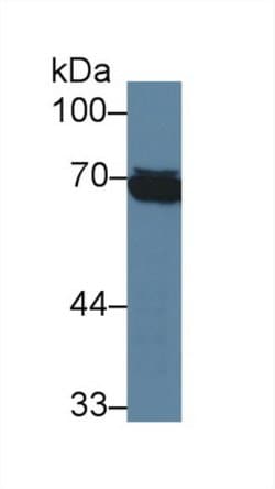 Invitrogen HSPA1L Monoclonal Antibody (2-1#):Antibodies:Primary Antibodies