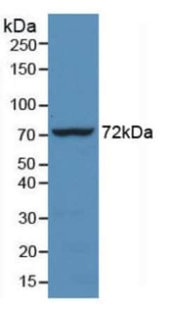 Invitrogen HSPA1L Monoclonal Antibody (2-1#) 20 &mu;L; Unconjugated:Antibodies,