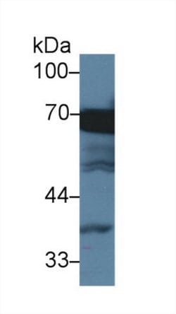 Invitrogen HSPA1L Monoclonal Antibody (2-1#):Antibodies:Primary Antibodies