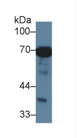 Invitrogen HSPA1L Monoclonal Antibody (2-1#):Antibodies:Primary Antibodies