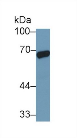 Invitrogen HSPA1A Monoclonal Antibody (C9) 200 &mu;L; Unconjugated:Antibodies,
